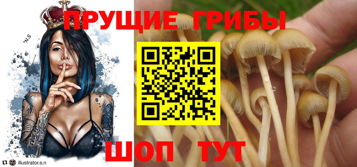 Галлюциногенные грибы Psilocybine cubensis Уссурийск